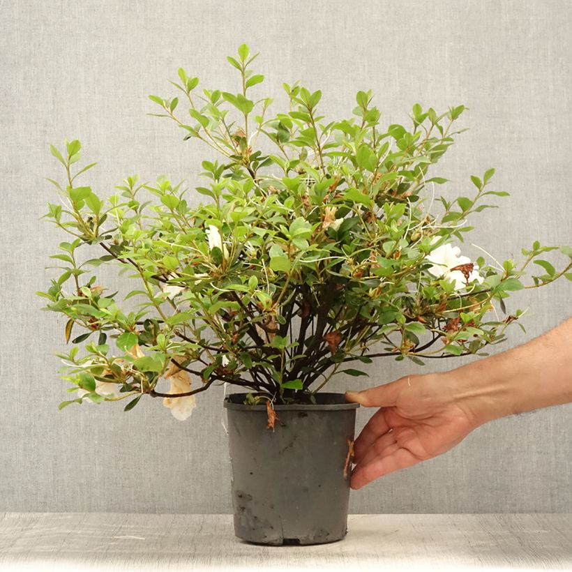 Azalea japonica Dorothy Heiden 2L/3L pot sample as delivered in summer