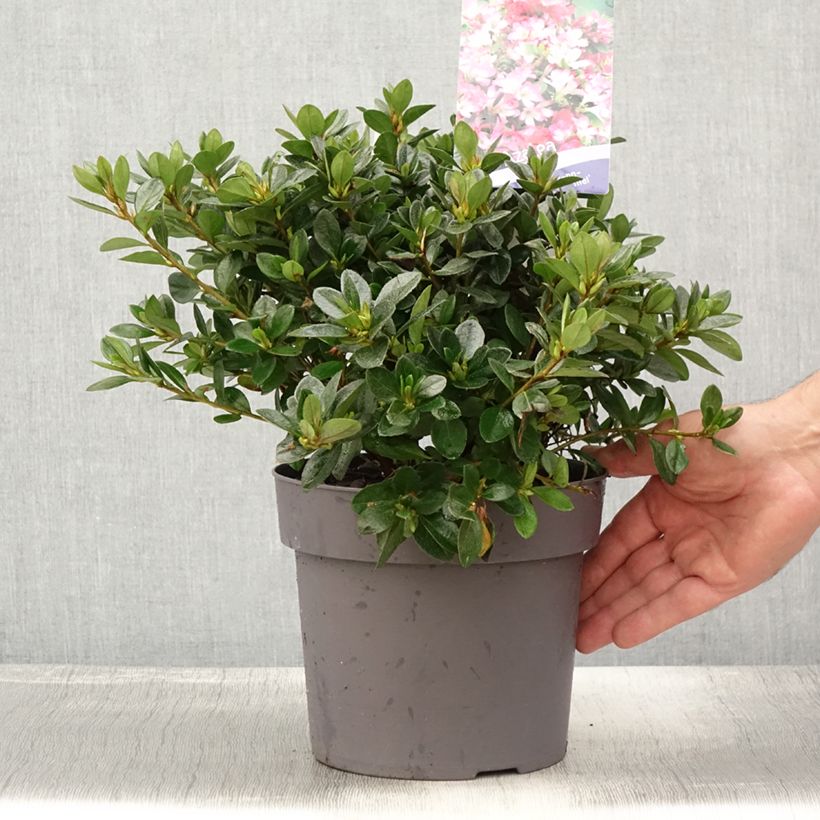 Azalea japonica Izumi no mai 3L/4L pot sample as delivered in summer