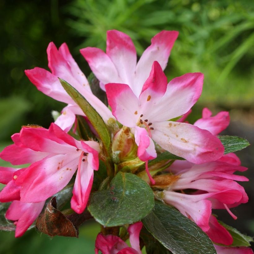 Azalea japonica Izumi no mai (Flowering)