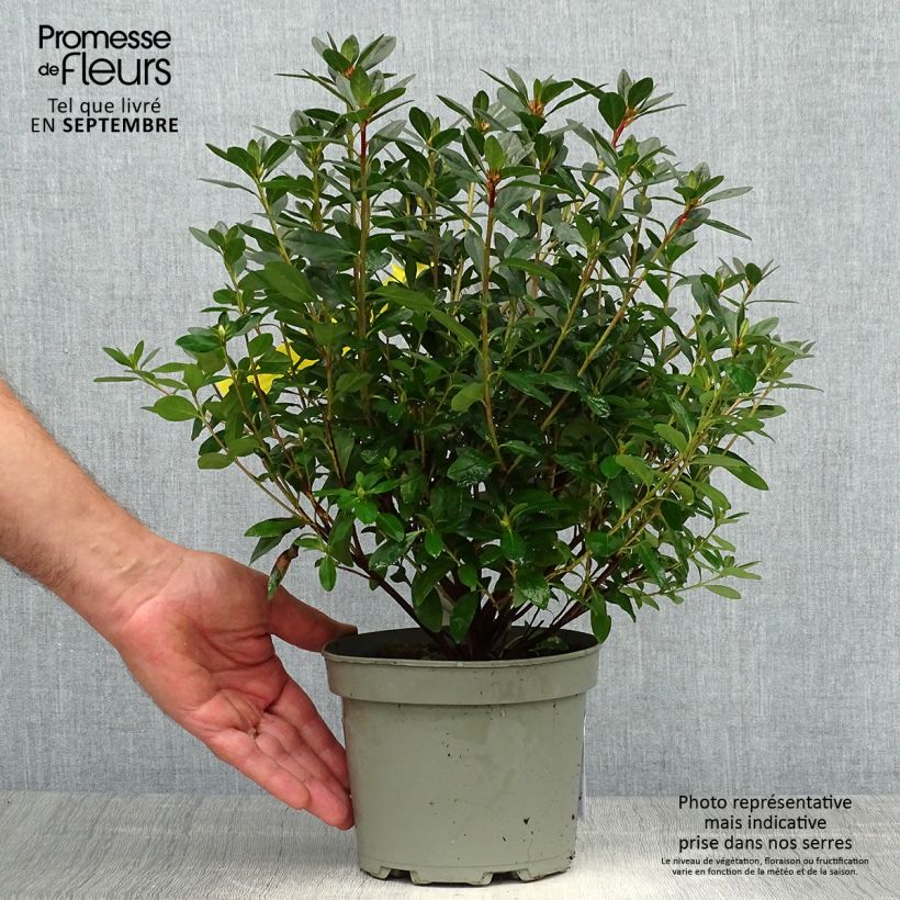 Azalea japonica Madame Galle 2L/3L pot sample as delivered in autumn