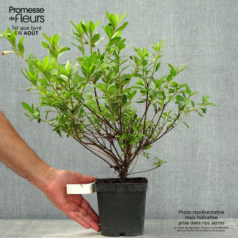 Azalea japonica Rosa King 2L/3L pot sample as delivered in summer