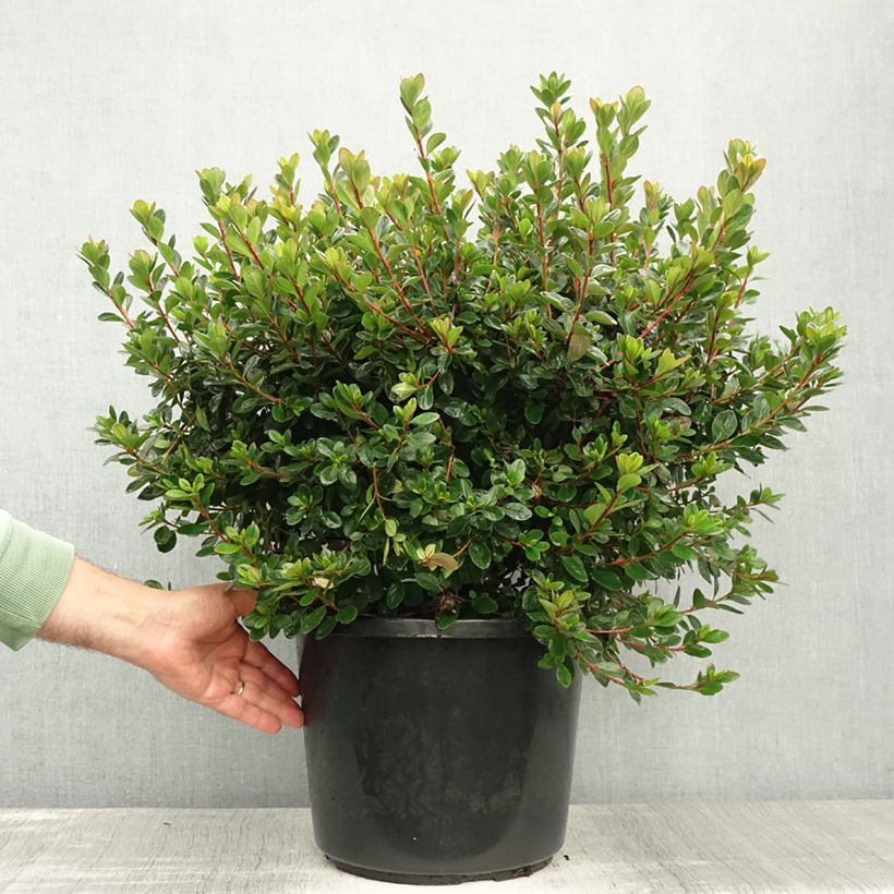 Azalea japonica Stewartstonian 7.5L/10L pot sample as delivered in summer