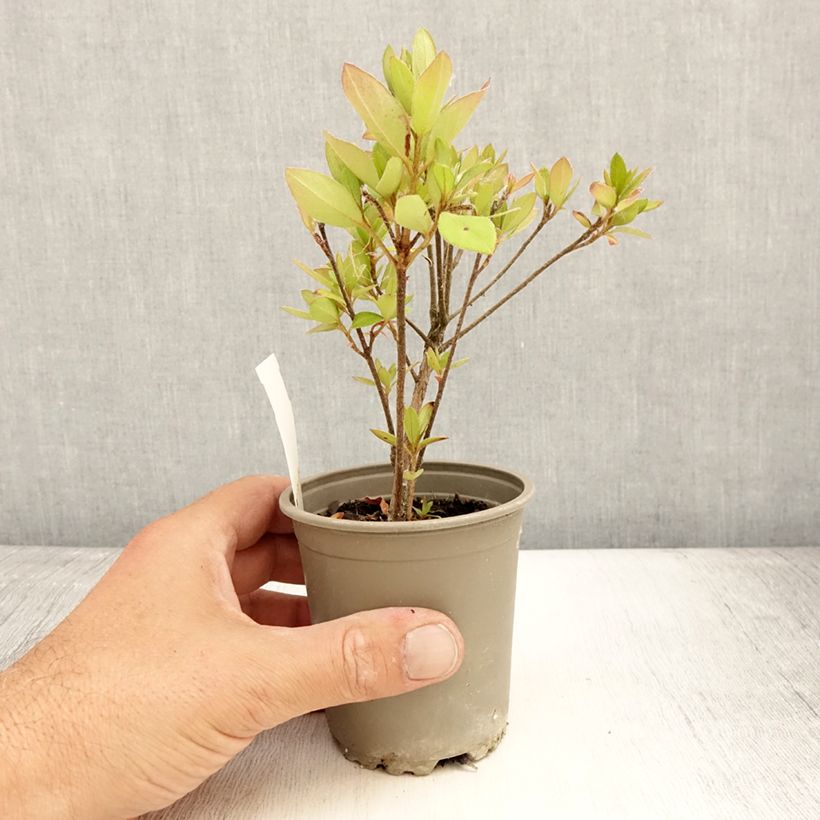 Azalea japonica Vuyks Scarlet 8/9 cm pot sample as delivered in summer