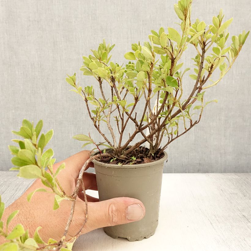 Rhododendron Blaauws pink - Kurume Azalea 8/9 cm pot sample as delivered in summer