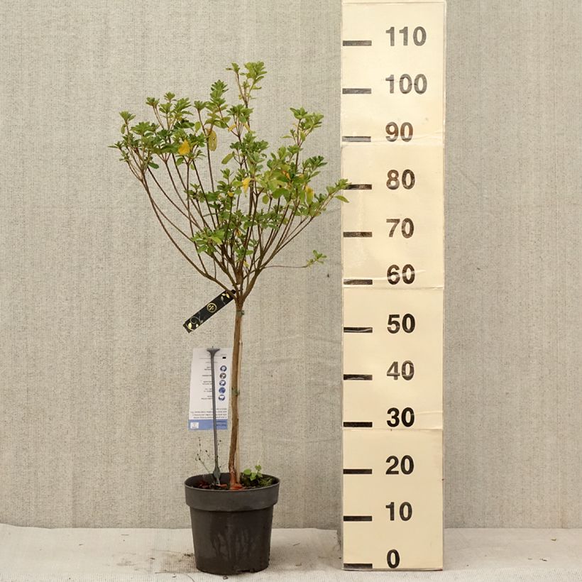 Japanese azalea Schneeglanz 4L/5L pot sample as delivered in summer