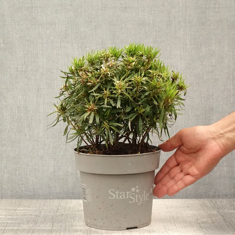 Azalea japonica Star Style White 3L/4L pot sample as delivered in summer