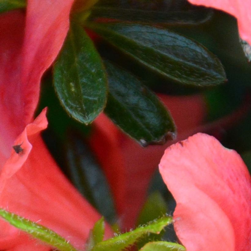 Azalea japonica Tamanini (Foliage)