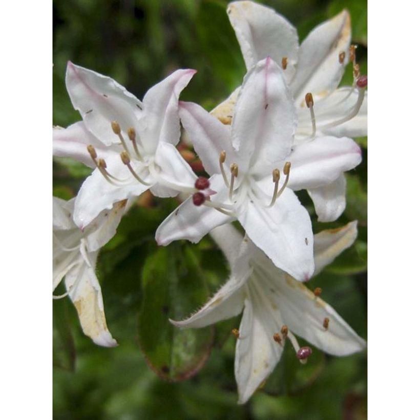 Azalea mollis Viscosa (Flowering)