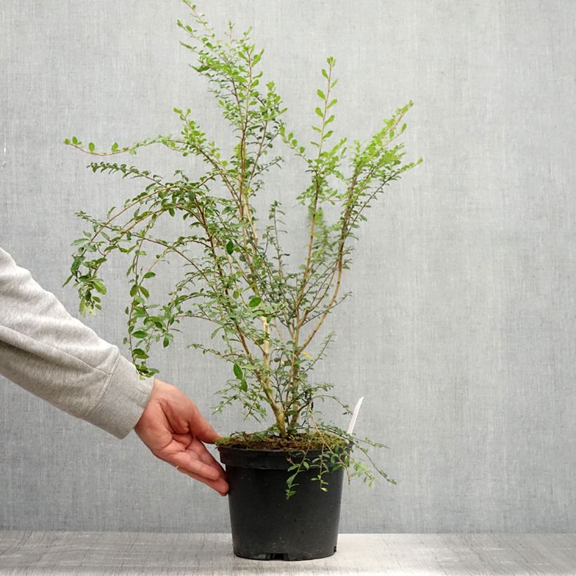 Azara microphylla 2L/3L pot sample as delivered in summer