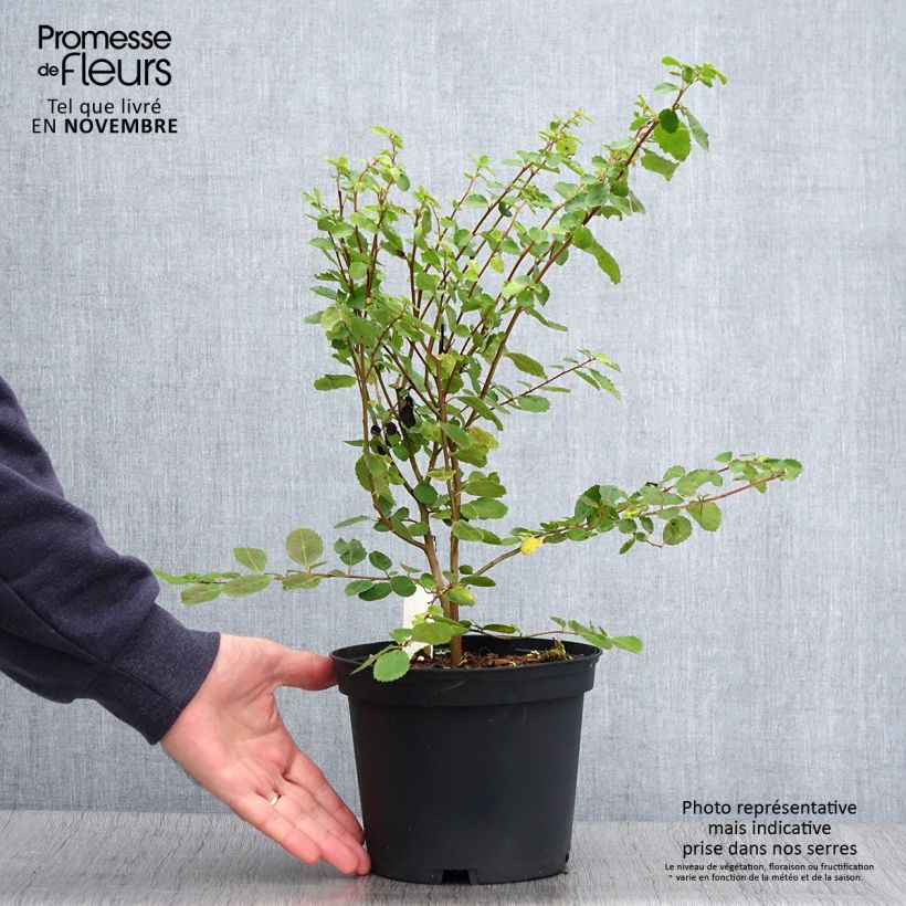 Azara serrata 2L/3L pot sample as delivered in autumn
