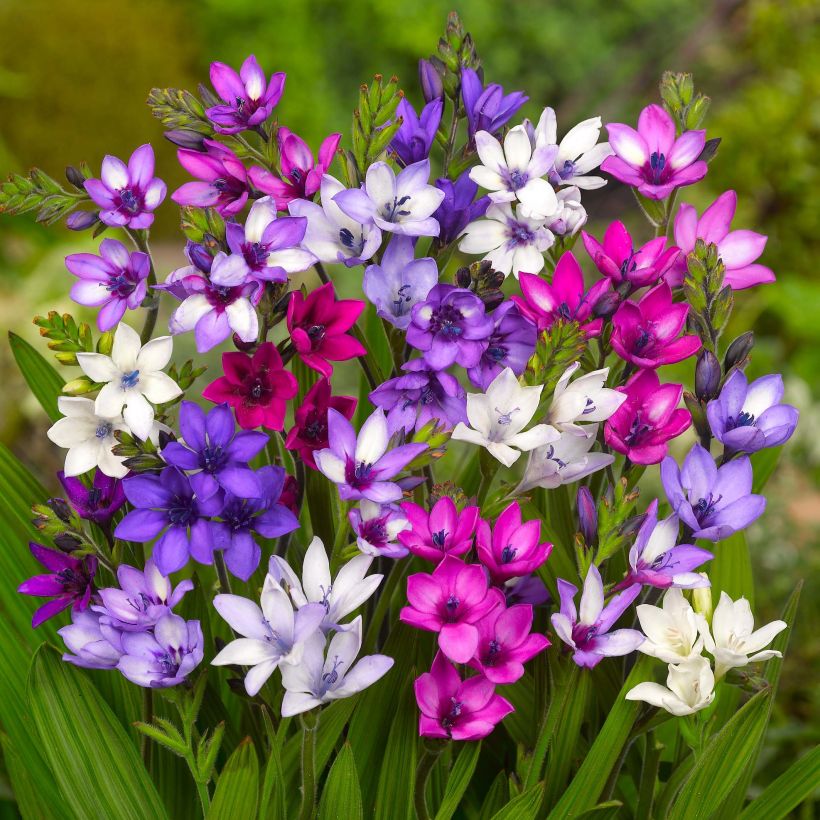 Babiana stricta - Blue Baboon Flower (Flowering)