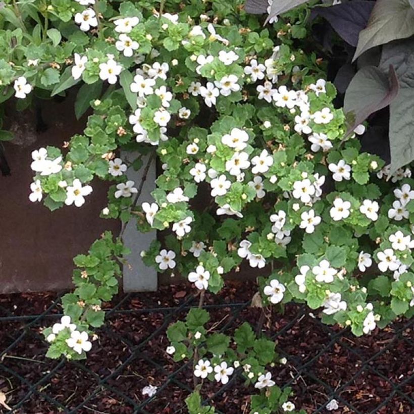 Bacopa Gulliver Dynamic White (Plant habit)