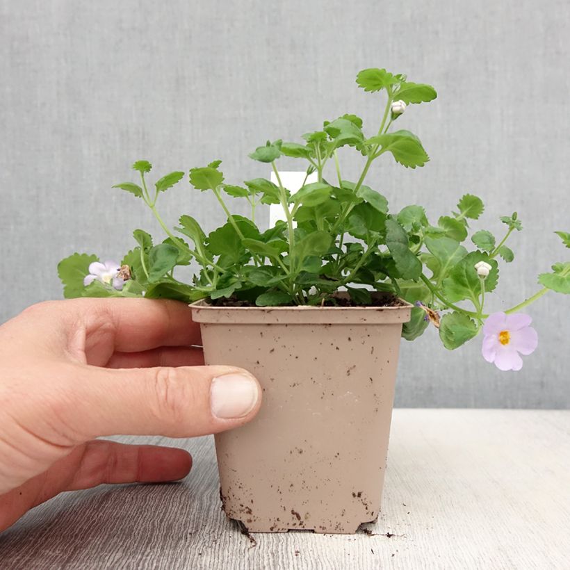 Sutera Scopia Gulliver Blue Sensation 8/9 cm pot sample as delivered in spring