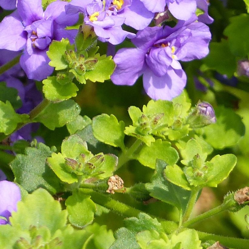 Sutera Scopia Double Indigo (Foliage)