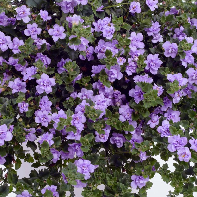 Bacopa Scopia Double Lavender (Flowering)