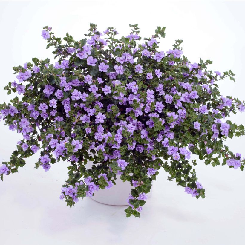 Bacopa Scopia Double Lavender (Plant habit)