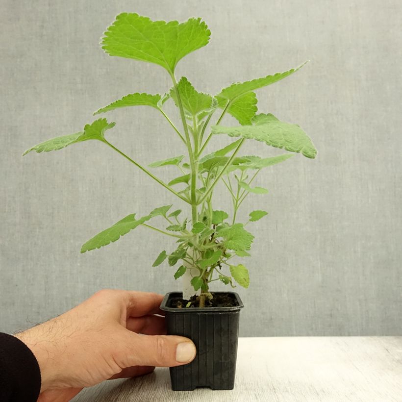 Ballota hirsuta  8/9 cm pot sample as delivered in autumn