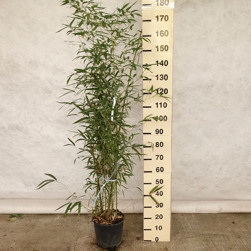 Golden Bamboo - Phyllostachys aurea 7.5L/10L potShipped height around 100/125cm sample as delivered in summer