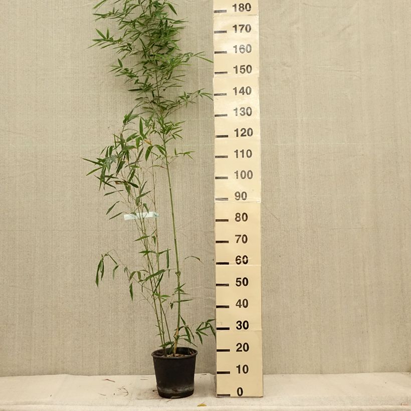 Phyllostachys aurea Koi - Fishpole Bamboo 4L/5L pot sample as delivered in autumn