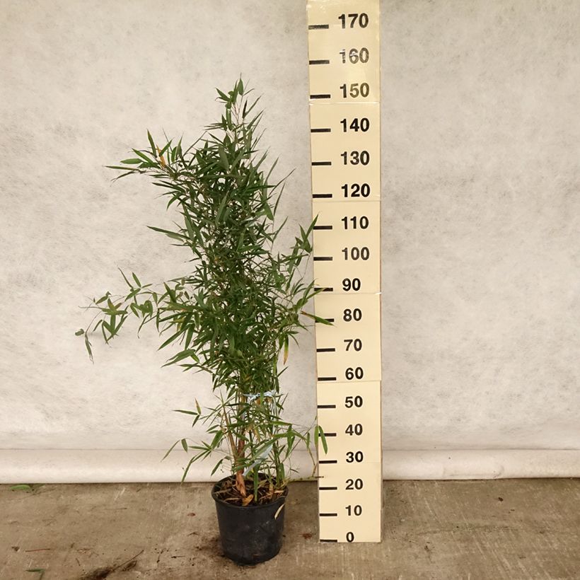Golden Bamboo - Phyllostachys aurea 4L/5L pot sample as delivered in summer