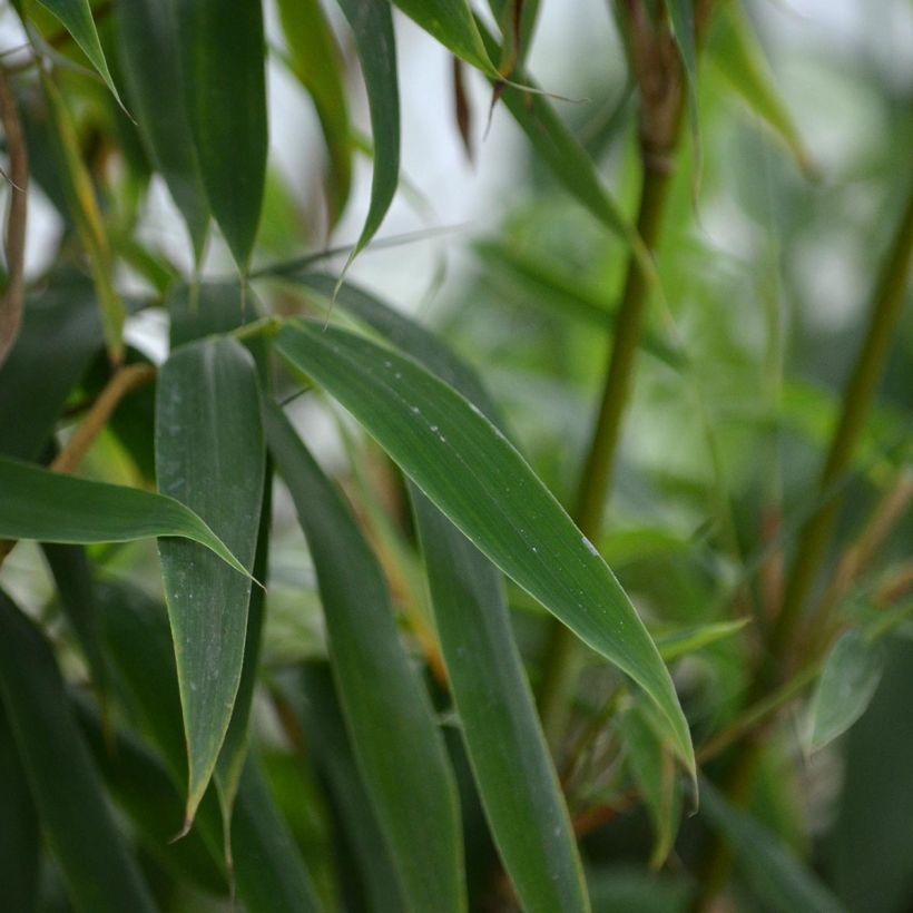 Fargesia murielae Jumbo (Foliage)