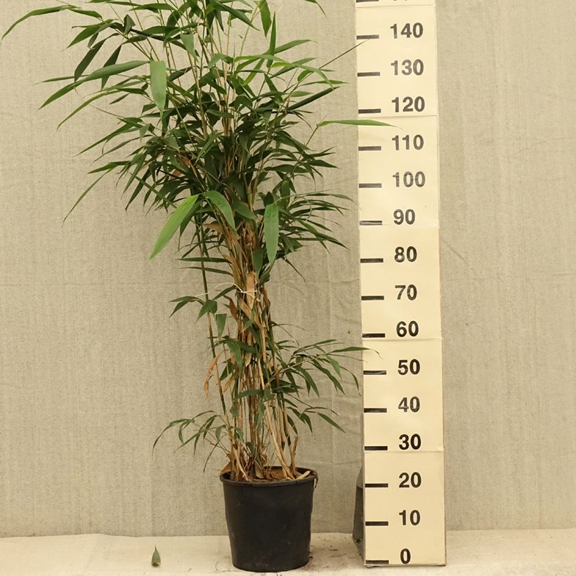 Pseudosasa japonica - Metake Bamboo 4L/5L pot sample as delivered in summer