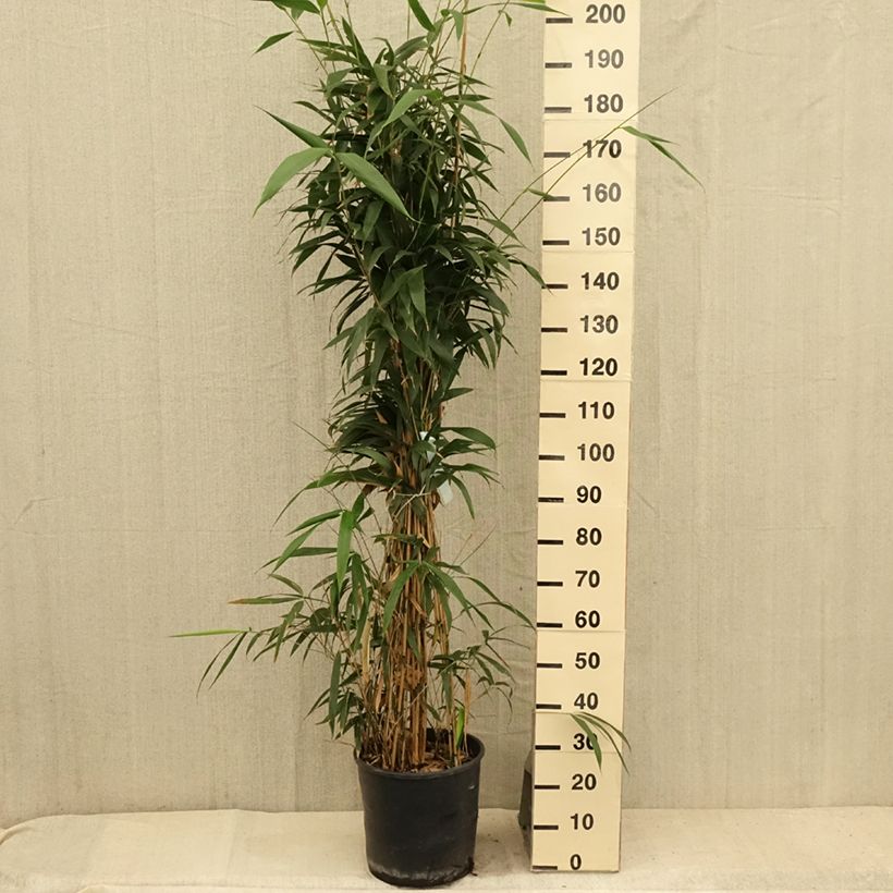 Pseudosasa japonica - Metake Bamboo 7.5L/10L pot sample as delivered in summer