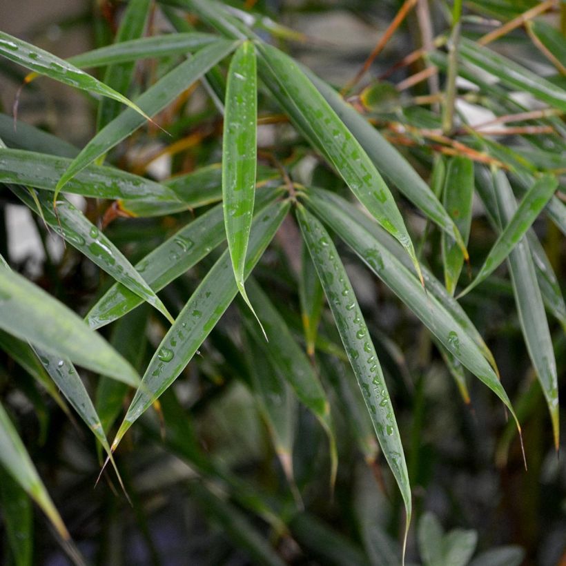Fargesia robusta - Non-running Bamboo (Foliage)