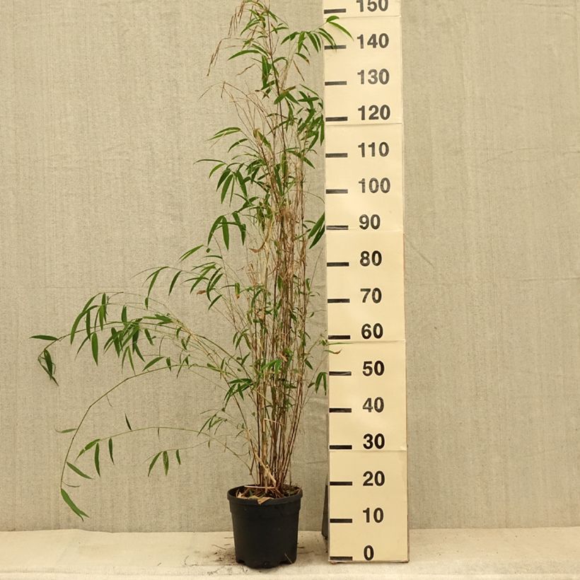 Fargesia yunnanensis 4L/5L pot sample as delivered in summer