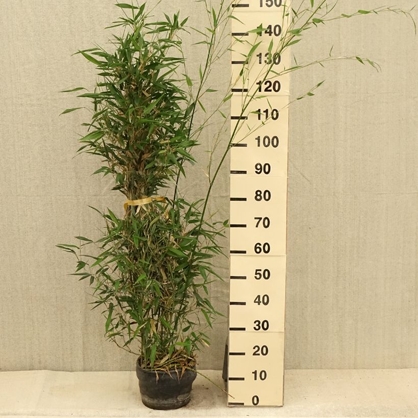 Phyllostachys bissetii - Bamboo 4L/5L pot sample as delivered in summer
