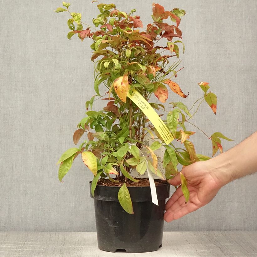 Nandina domestica Blush Pink Aka - Sacred Bamboo 2L/3L pot sample as delivered in summer