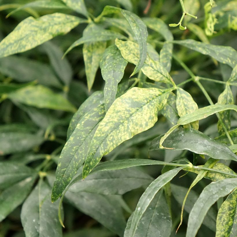 Nandina domestica Brightlight - Sacred Bamboo (Foliage)