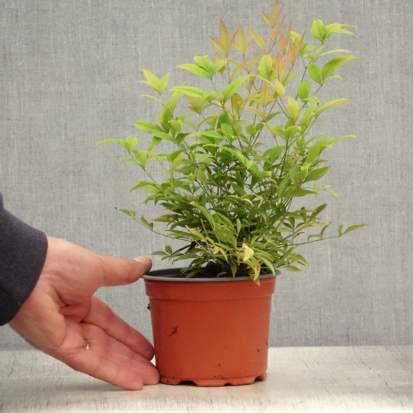 Nandina domestica Moon Bay - Sacred Bamboo 12cm pot sample as delivered in summer