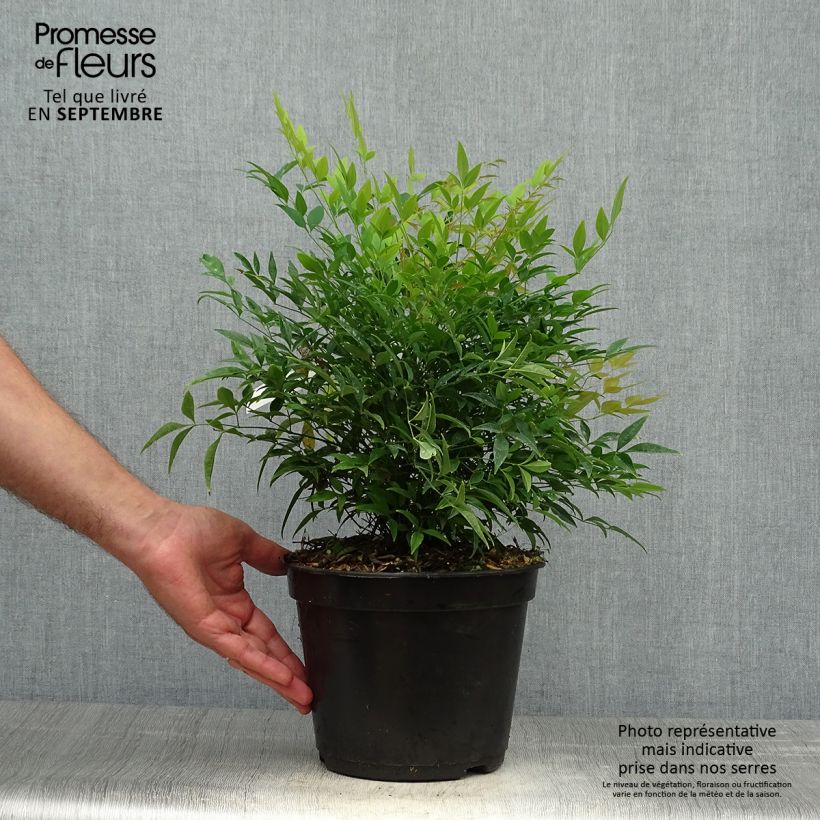 Nandina domestica Moon Bay - Sacred Bamboo 3L/4L pot sample as delivered in autumn