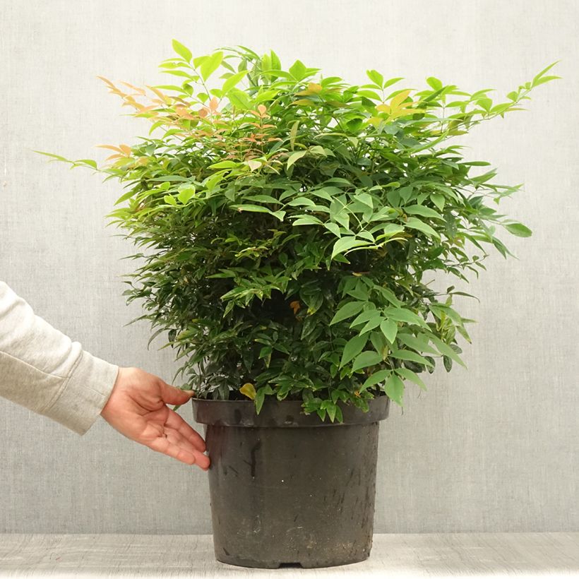 Nandina domestica Sienna Sunrise - Sacred Bamboo 7.5L/10L pot sample as delivered in summer
