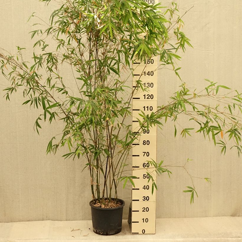 Bambusa glaucescens - Hedge Bamboo 7.5L/10L pot sample as delivered in summer