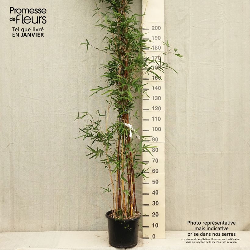 Bambusa glaucescens multiplex Alphonse Karr - Hedge Bamboo 7.5L/10L pot sample as delivered in winter