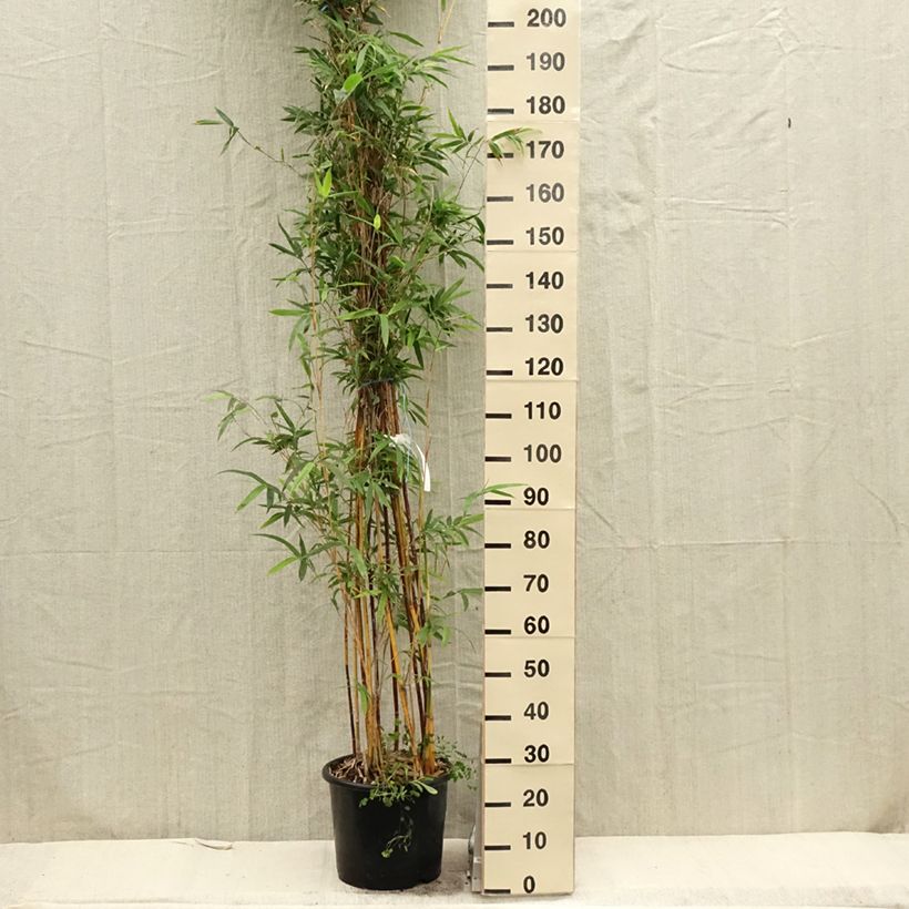 Bambusa glaucescens multiplex Alphonse Karr - Hedge Bamboo sample as delivered in spring