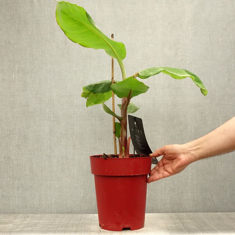 Musa acuminata Red Dacca' 6L/7L pot sample as delivered in summer