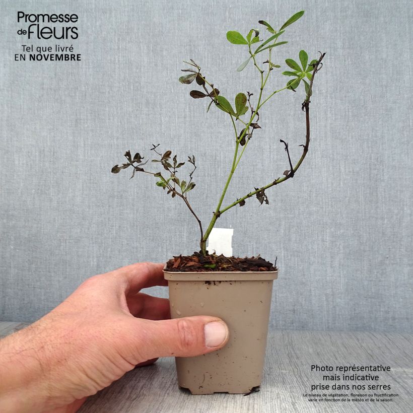 Baptisia albescens Pink Form - False Indigo 8/9 cm pot sample as delivered in autumn