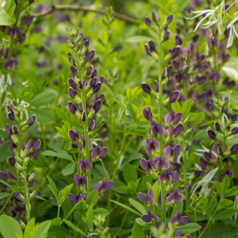 Baptisia australis var. minor Dark Blue - False Indigo (Flowering)