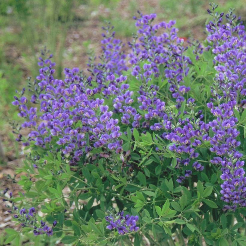 Baptisia Decadence Series Blueberry Sundae - False Indigo (Flowering)