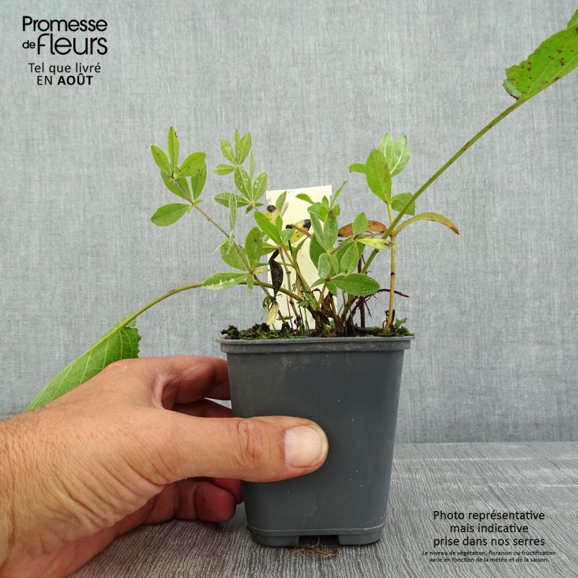 Baptisia bracteata 8/9 cm pot sample as delivered in summer