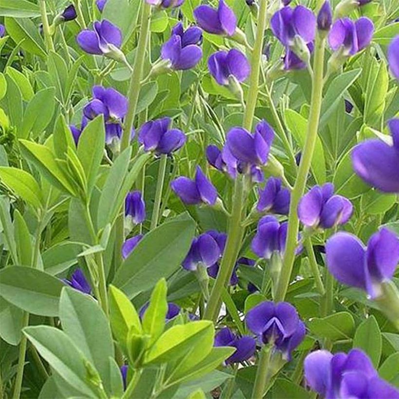 Baptisia australis Caspian Blue - False Indigo (Flowering)