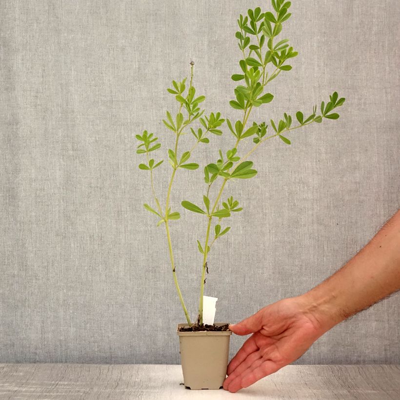 Baptisia australis Caspian Blue - False Indigo 8/9 cm pot sample as delivered in summer