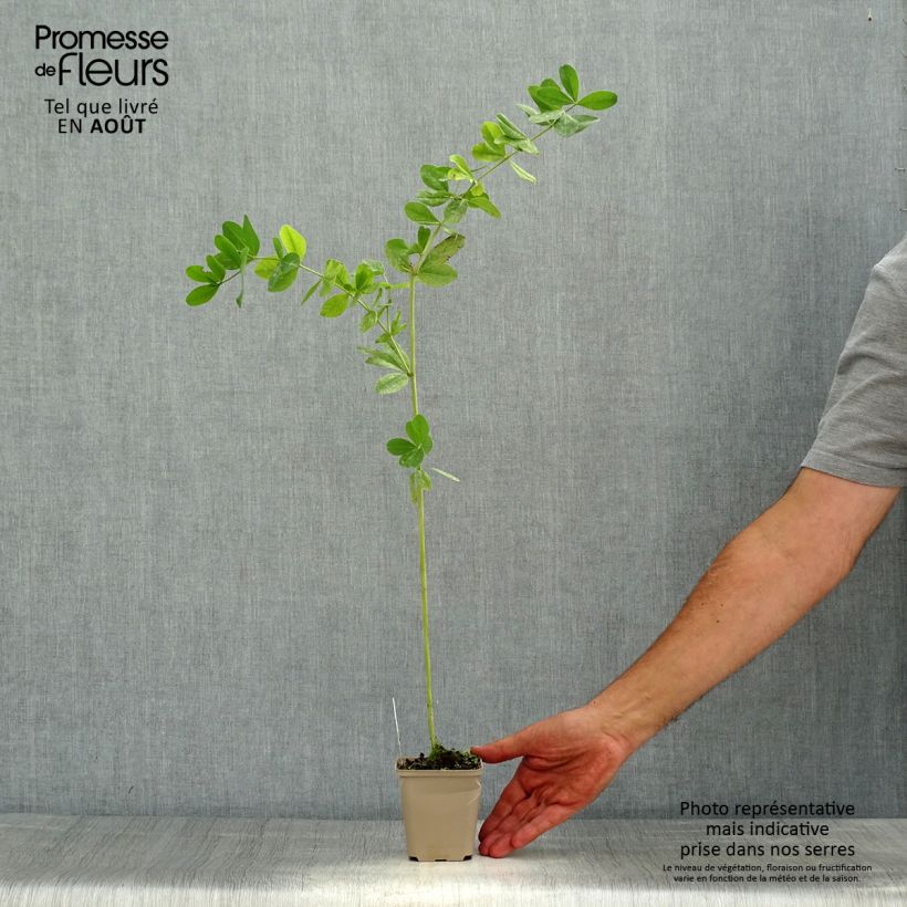 Baptisia Cherries Jubilee - False Indigo 8/9 cm pot sample as delivered in summer