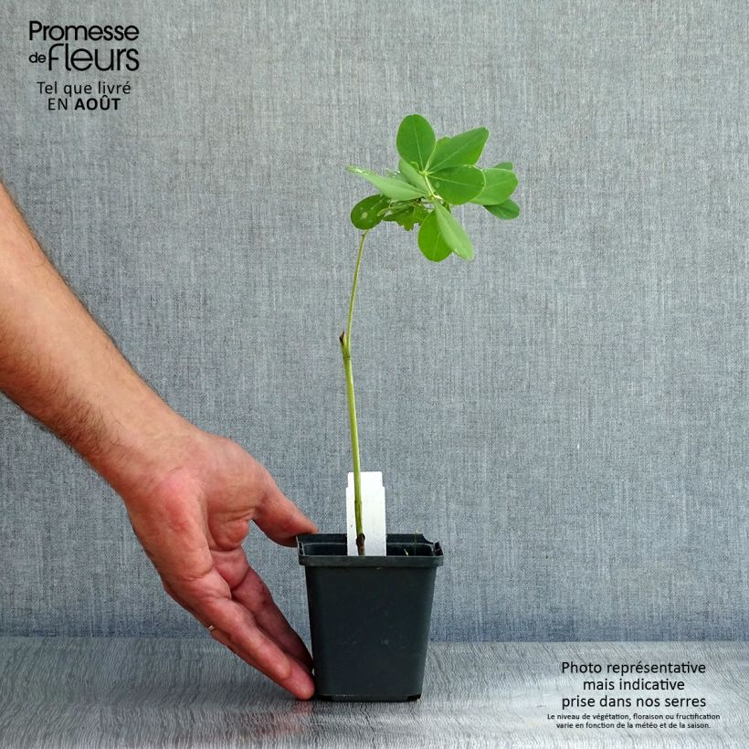 Baptisia Decadence Series Dark Chocolate - False Indigo 8/9 cm pot sample as delivered in summer