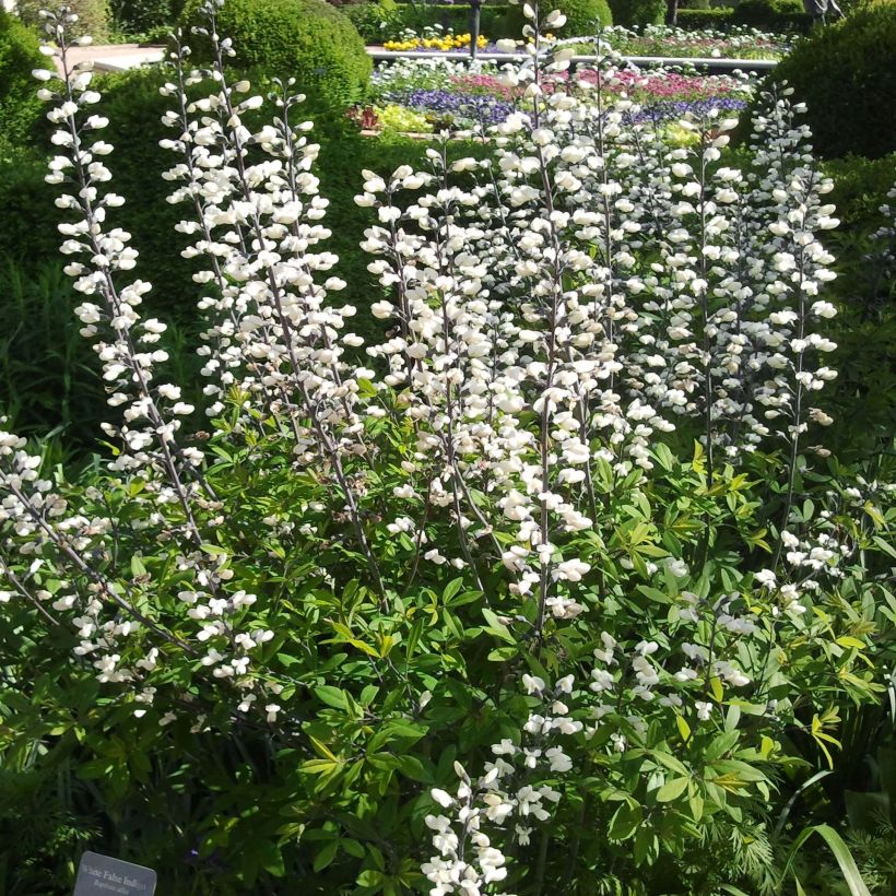 Baptisia alba - White False Indigo (Flowering)