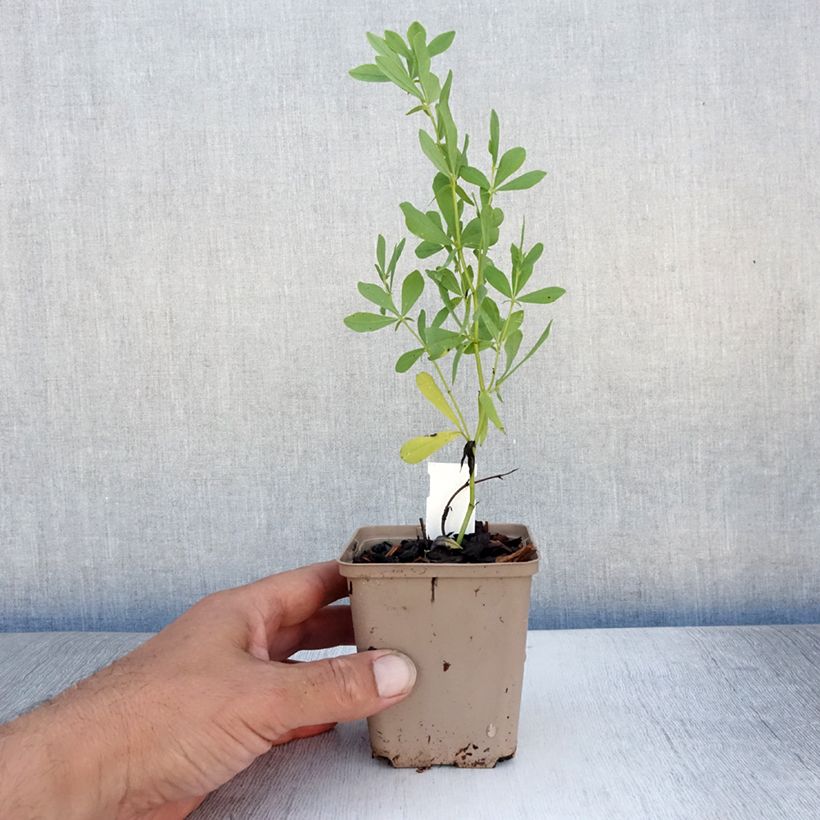 Baptisia alba - White False Indigo 8/9 cm pot sample as delivered in summer