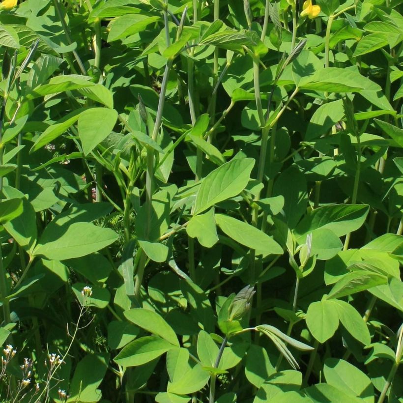 Baptisia sphaerocarpa (Flowering)